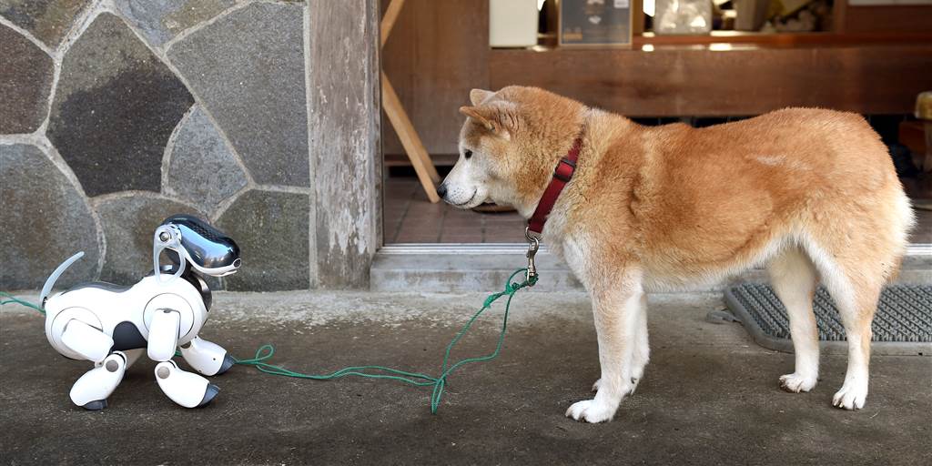 190620-aibo-dog-robot-shiba-ew-1250p_e23f9450f831d145c1c346574afce8fa.nbcnews-fp-1024-512