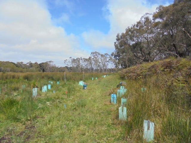 A mass of land covered in grass is pictured. There are taller, older trees in the background and smaller baby trees in the foreground