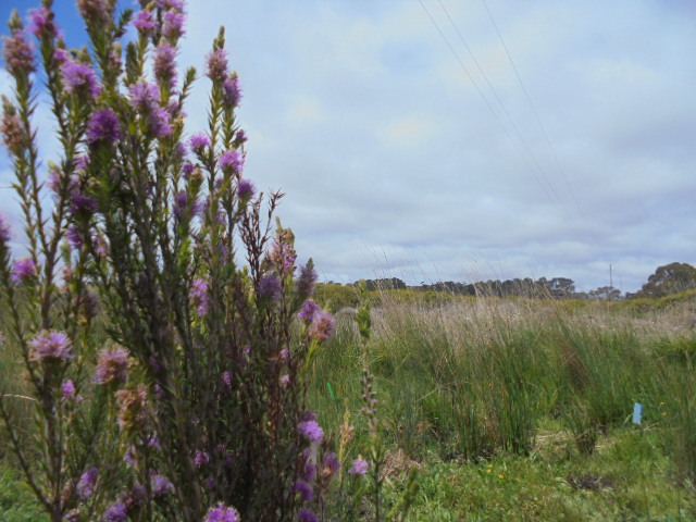 A tall, bushy plant with small purple flowers is the foreground, a swamp and cloudy sky are in the background