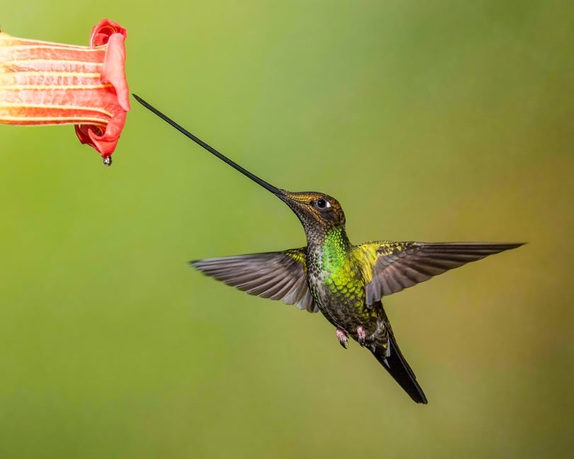 Small bird with a long beak is flying next to a flower, inserting it's beak into it.