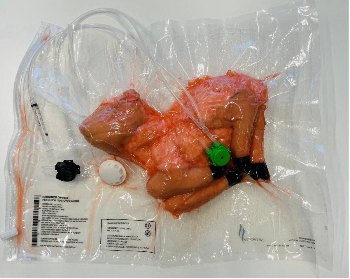 An ectogenesis model: inside a clear sack, a toy lamb lays curled in a slick environment of fluid, tubes, and plastic.