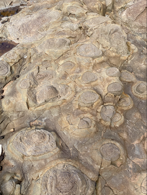 Multiple round fossils of grey/brown hues embedded into rock