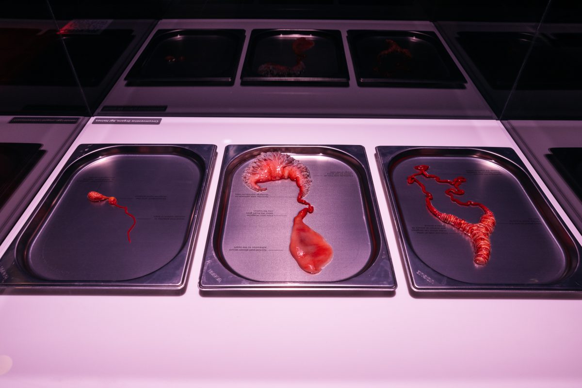 Three organs bioengineered to have characteristics of animals