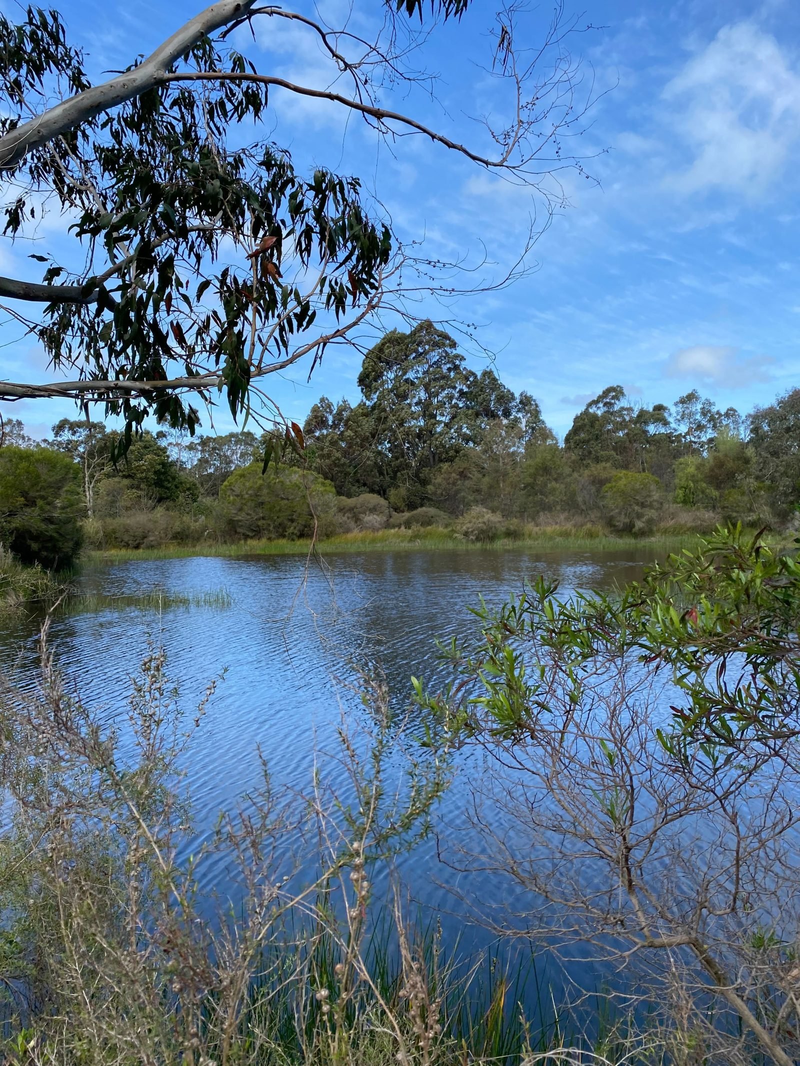 Swamp view