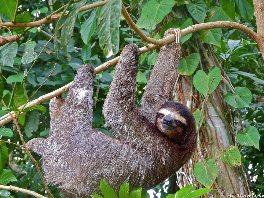 a sloth hanging from a tree