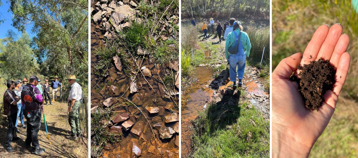 A banner of four portrait oriented photos with white lines separating them. From left to right: A group of people are listening to two guides, they are standing in the shade of trees. An image of a shallow creek bed with clear water moving over dirt and rocks, green grasses poke through. An image of a group of people walking in single line through a shallow creek. An image of a hand holding dark peat found in the nearby swampland.