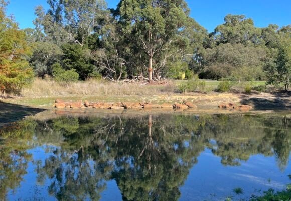 A large gum tree is is present and flanked by smaller trees on the bank of a swamp, they are mirrored in the calm water below. It is a sunny day with blue sky and lush green leaves on the trees.