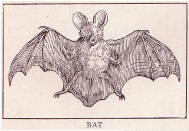 Bat sketch